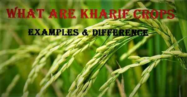 kharif crops